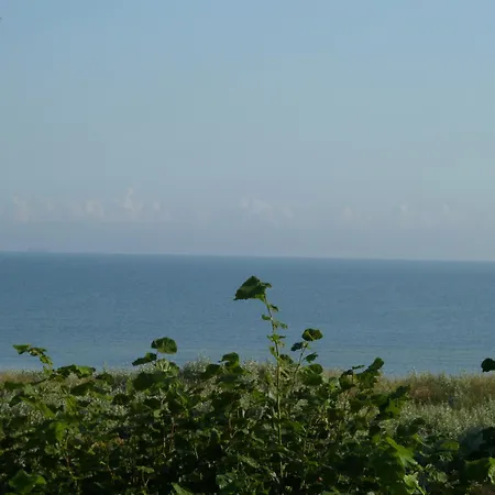 Bellis Perennis * Zirchow