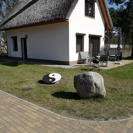 Bellis Perennis Zirchow