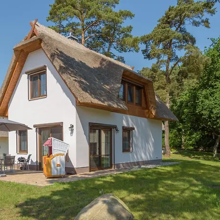 Bellis Perennis Nyaraló Zirchow